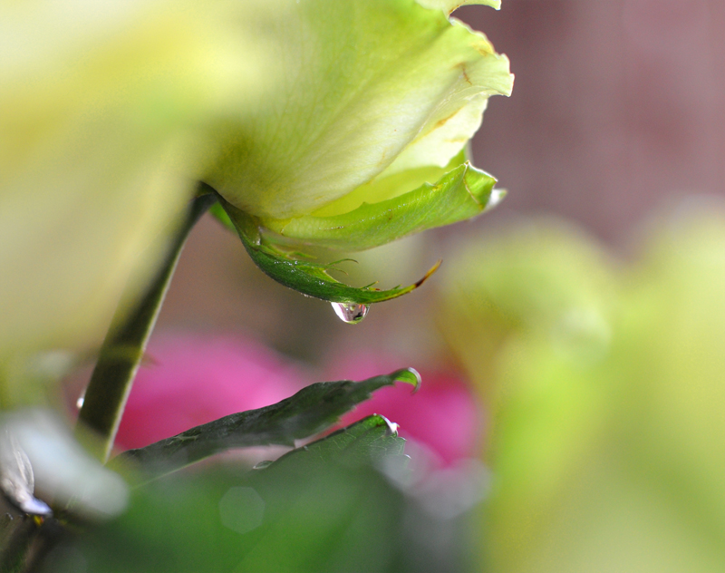 Фото жизнь (light) - Droppy - flowers  - капелька 