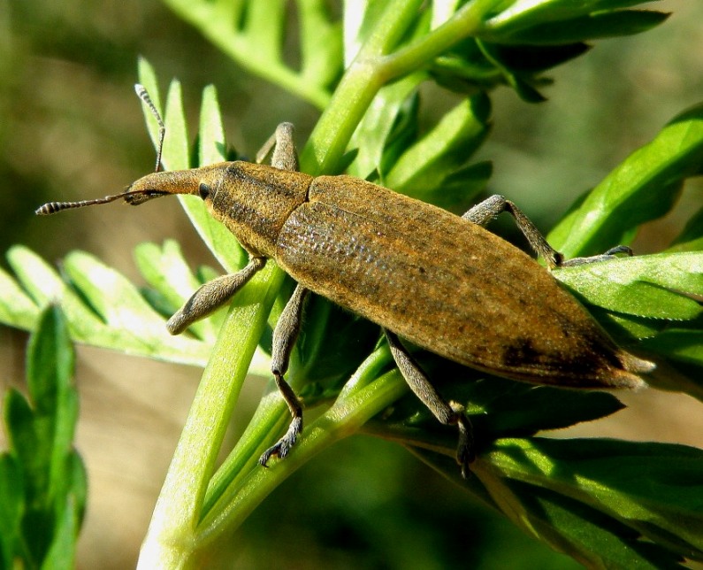 Фото жизнь (light) - Геннадий Нехай - корневой каталог - Lixus