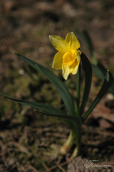 Фото жизнь (light) - Французова Мария - Растительность - Нарцисс