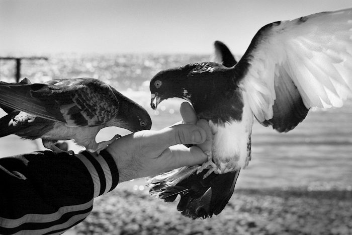 Фото жизнь - Gvet - корневой каталог - приморские голуби