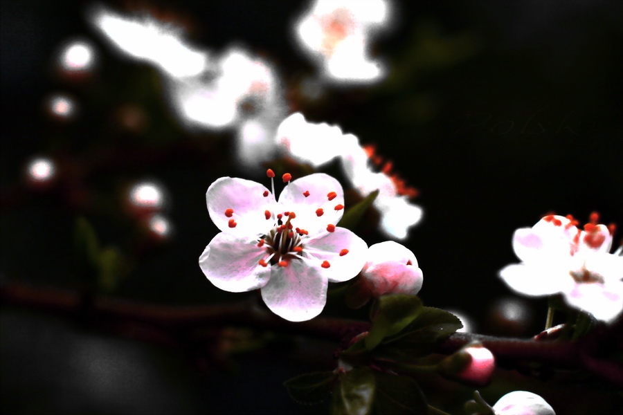 Фото жизнь (light) - Polski - о цветочках... - о весне
