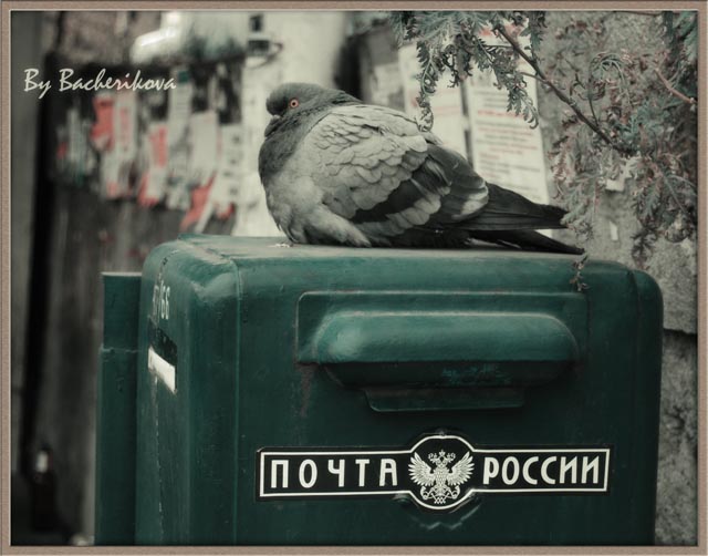 Фото жизнь (light) - Eurasia - корневой каталог - Голубиная Почта России