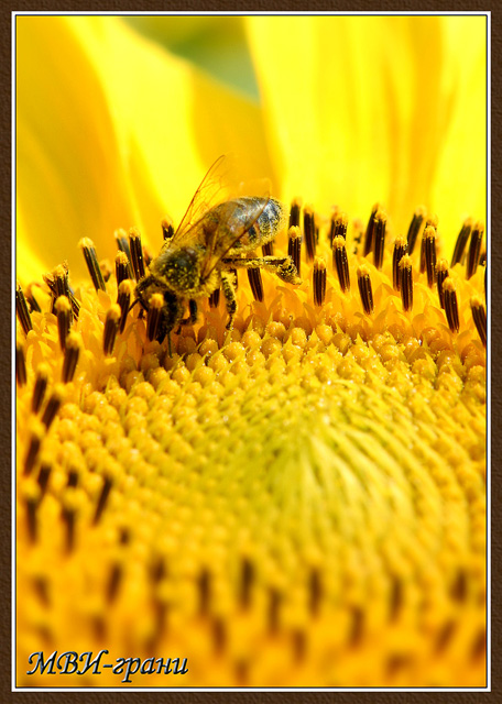 Фото жизнь (light) - klassikstudio - Природа и пейзаж - 087