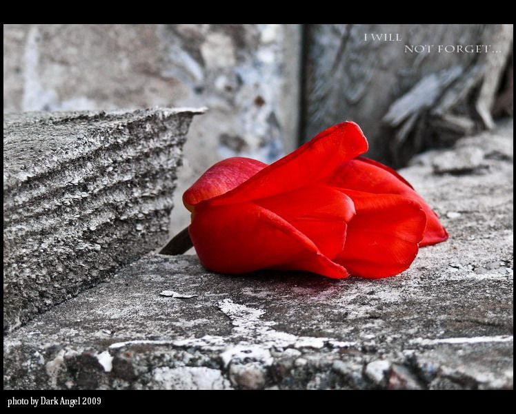 Фото жизнь (light) - dark-angel - colors of my mood - I will not forget...