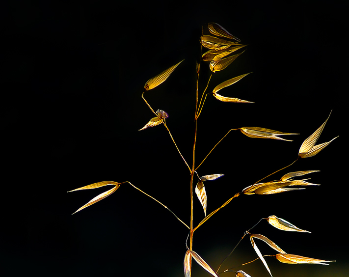 Фото жизнь (light) - kuchum13 - Растения, насекомые, мелкая живность, ракушки, камушки - Лето