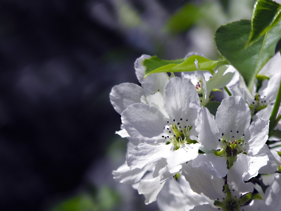 Цветок вишни