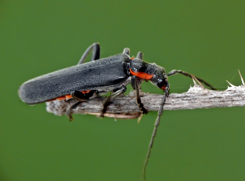 Фото жизнь (light) - moskaev - корневой каталог - ***