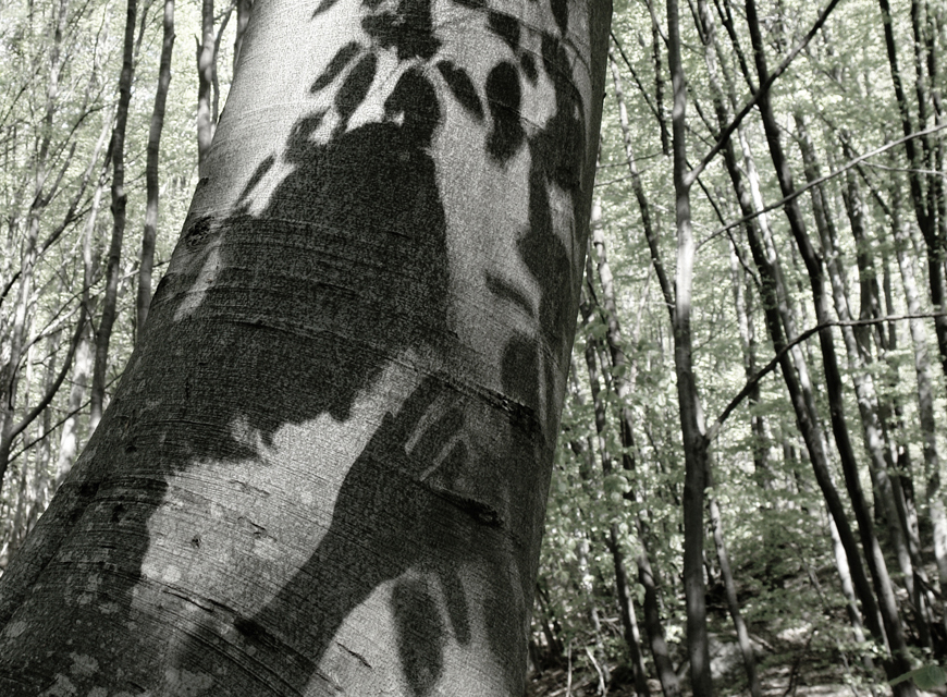 Фото жизнь (light) - Villy - корневой каталог - душа моя по лесу бродить