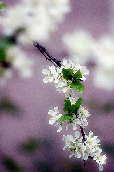 Фото жизнь (light) - inga - ЖИЗНЬ - Мятная яблоня