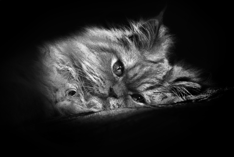 Фото жизнь (light) - Наталья Кузнецова - домашние животные - рыжая грусть