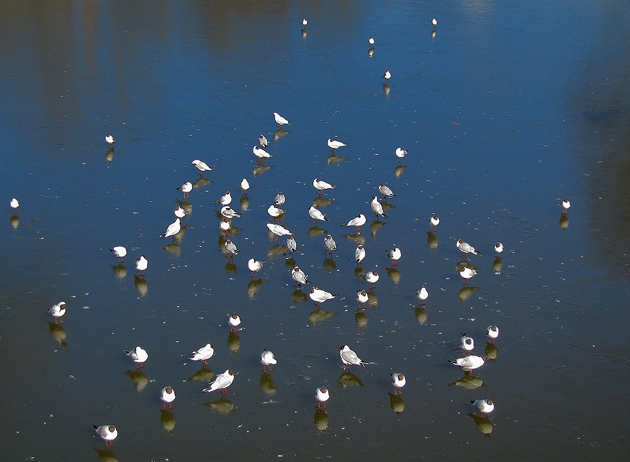 созвездие отморозков