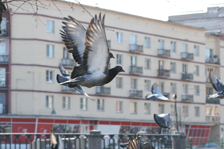 Фото жизнь (light) - Maria_P - Природа - летите голуби...