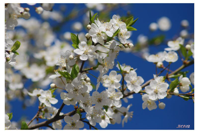 Фото жизнь (light) - aska - цветы,натюрморты - яблоня