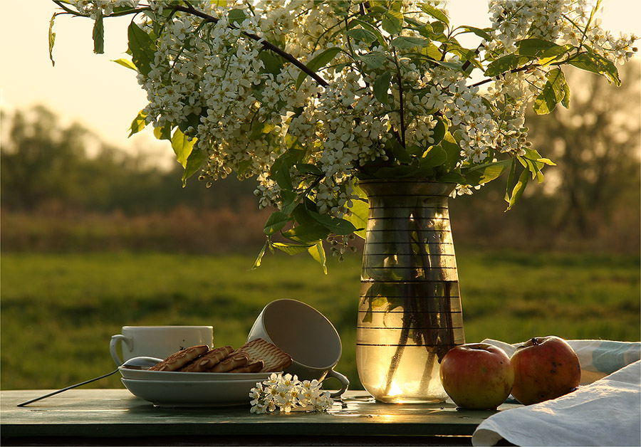 Фото жизнь - Ольга Енаева - натюрморты,цветы - ожидание вечернего чая...