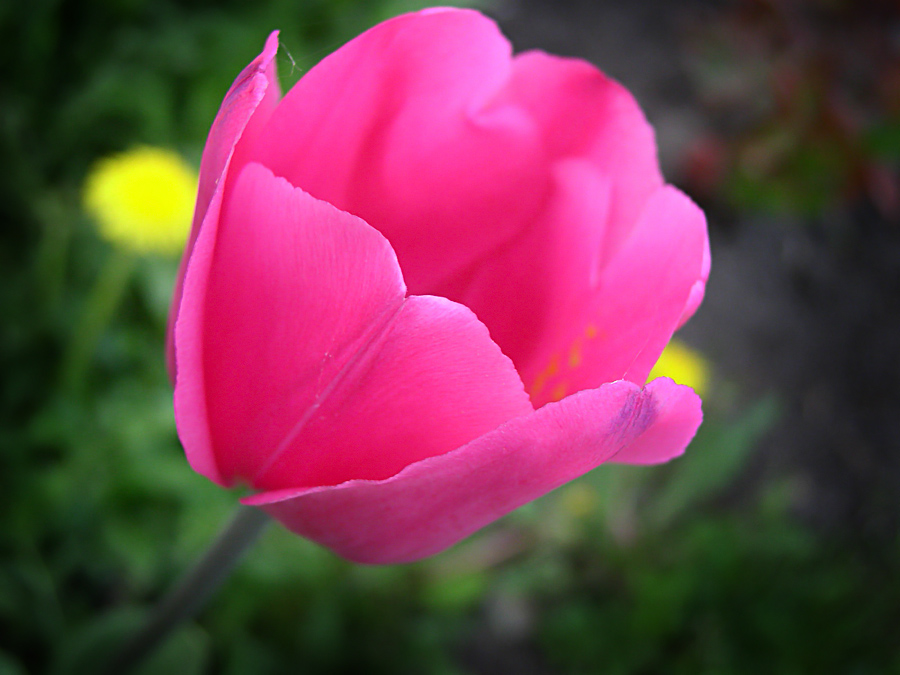 Фото жизнь (light) - Jubily - Вальс цветов... - Pink...
