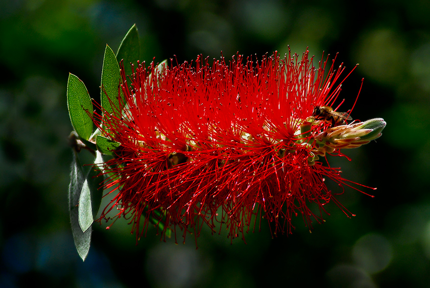 Фото жизнь (light) - kuchum13 - Растения, насекомые, мелкая живность, ракушки, камушки - Busy bee