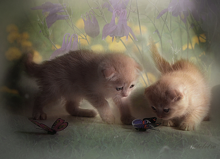 Фото жизнь (light) - Наталья Кузнецова - домашние животные - солнечные котята