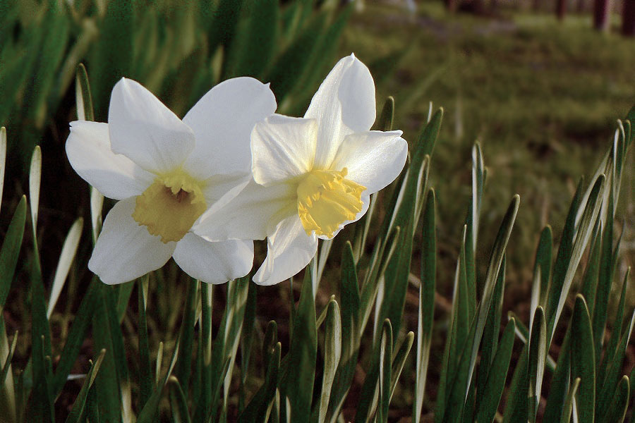 Фото жизнь (light) - Синицына Ольга - цветики - ...Но в мире новом друг друга они не узнали... 