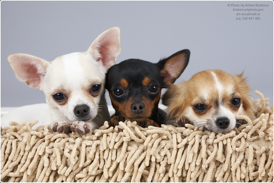 Фото жизнь (light) - Артем Рожнов - Dogs (Commercial) - Dogs