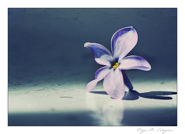 Фото жизнь (light) - Ольга Мазлова - макро, цветочки - на одно желание