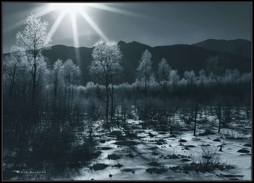 Фото жизнь (light) - Igor Glushko - корневой каталог - Березок зимнее сиянье