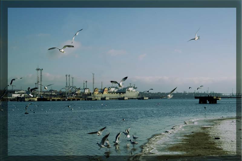 Фото жизнь (light) - Genma - корневой каталог - чайки