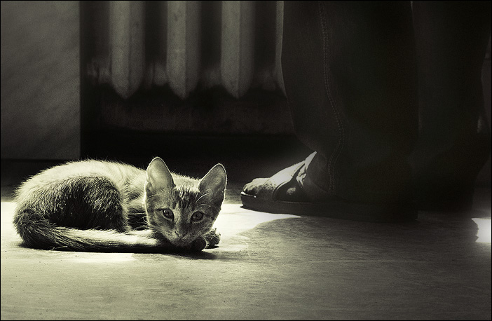 Фото жизнь (light) - Ольга Мазлова - животные  - жизнь кошки