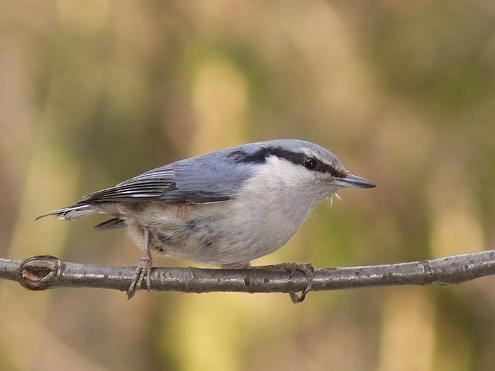 Фото жизнь (light) - Zatvornik - Фото охота - На веточке