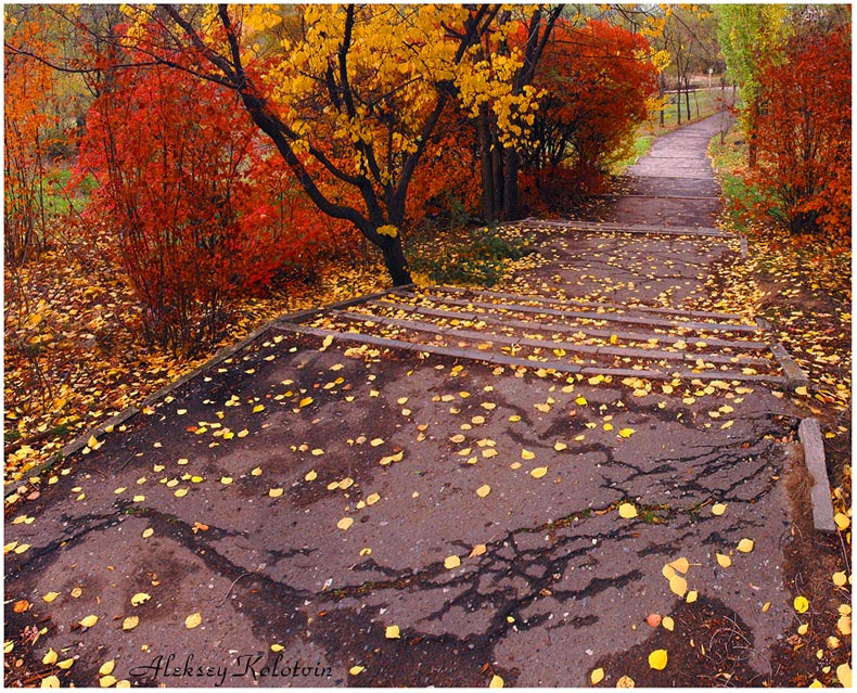 Фото жизнь (light) - Алексей Колотвин - Пейзаж - Path-in-park