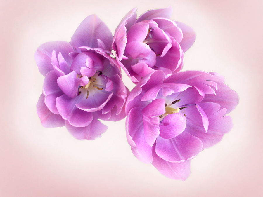 Фото жизнь (light) - Jubily - Вальс цветов... - Tulips?
