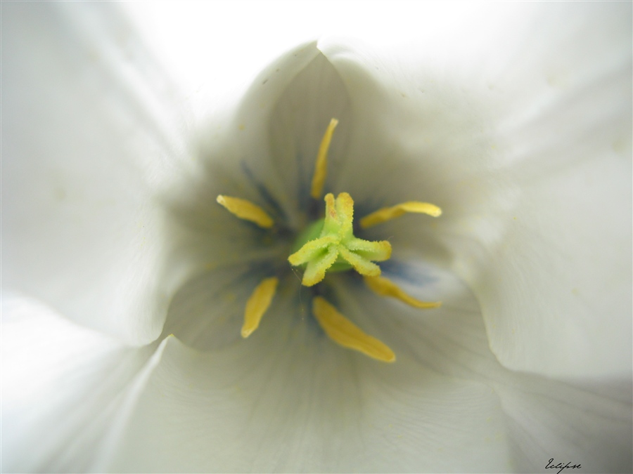 Фото жизнь (light) - eclipse - снято на мыльницу. - tenderness