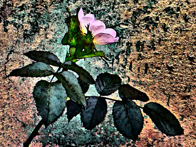 Фото жизнь (light) - Синицына Ольга - цветики - шиповник