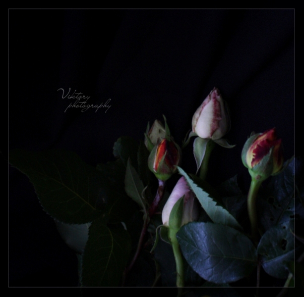 Фото жизнь (light) - _Vika_ - Цветы. - ***