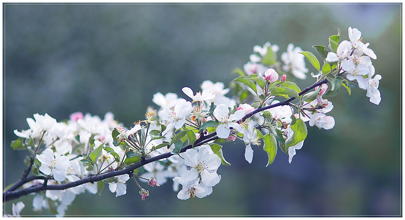 Фото жизнь (light) - DCNick - корневой каталог - Это снова весна