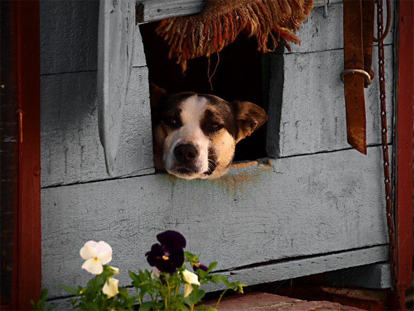 Фото жизнь (light) - IceHammer - Animals - Завели кота ;(