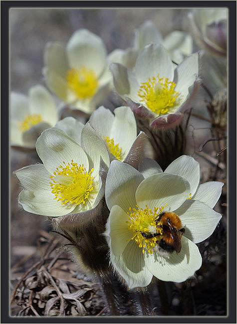 Фото жизнь (light) - Виктор Солодухин - Весна Приполярья - Запах весны