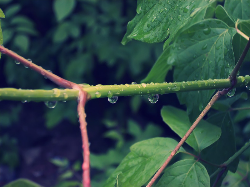 Фото жизнь (light) - SL - корневой каталог - После дождя