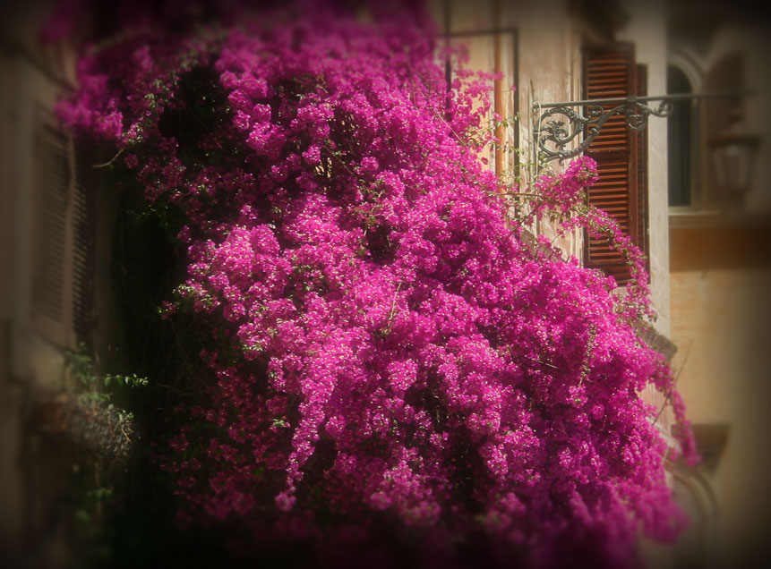 Фото жизнь - Ned - корневой каталог - Рим. Балкон в цветах