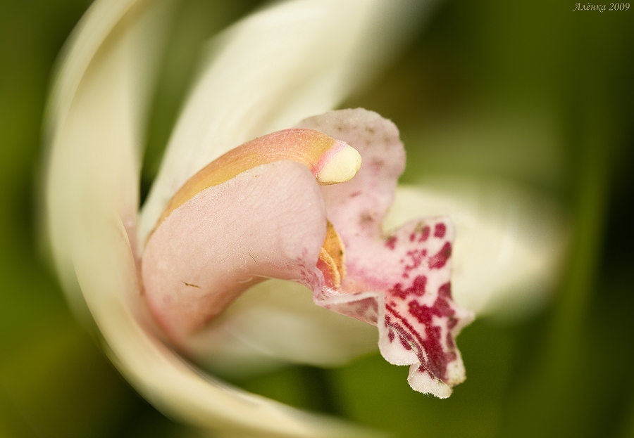 Фото жизнь - alenyska - из жизни орхидей и кактусов и разной экзотики...... - *********