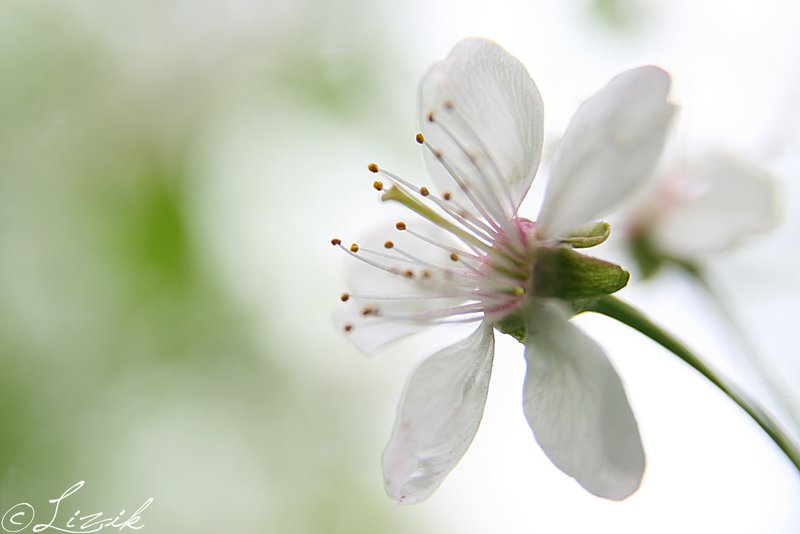 Фото жизнь (light) - Eliz_Goncharuk - корневой каталог - просто цветок.