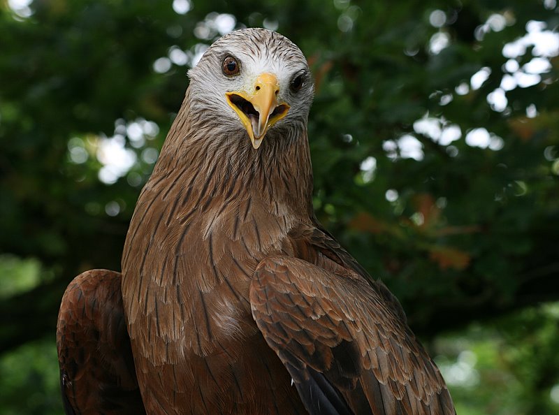 Фото жизнь (light) - . - Зверьё моё. - В глаза смотреть!