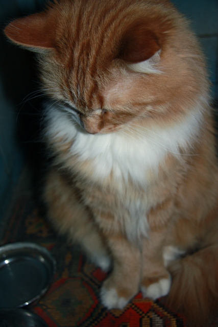 Фото жизнь (light) - Александра Навоева - my cat Gosha - рыжая голова 