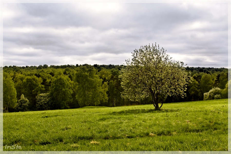 Весенняя поляна