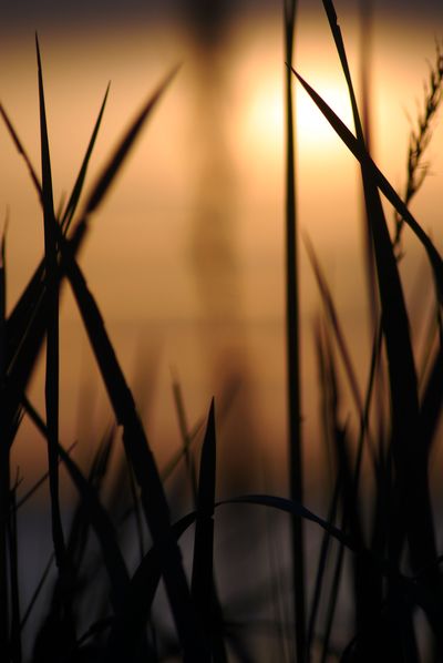 Фото жизнь (light) - aska - природа - трава