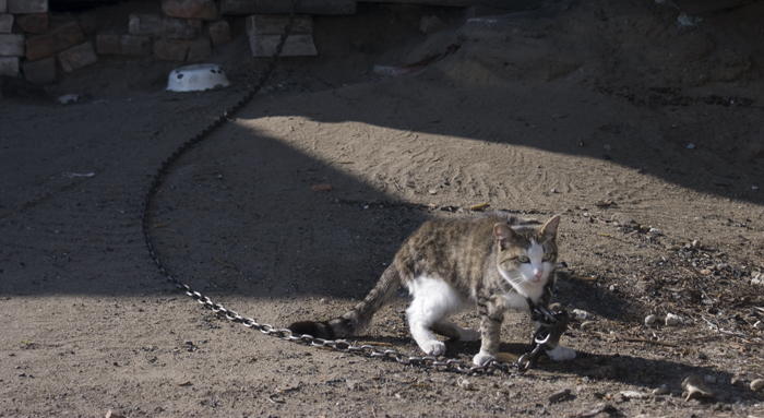 Фото жизнь (light) - ratibor14089 - корневой каталог - Цепной пес