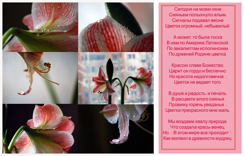 Фото жизнь (light) - aska - фотошоп - гипераструм