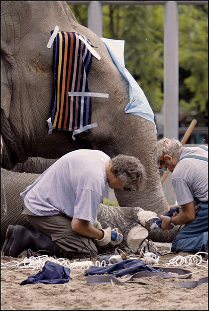 Фото жизнь (light) - p2stepan2 - корневой каталог - любить слона