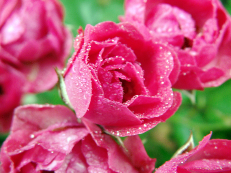 Фото жизнь - NightAsh - Nature - Утренние розы