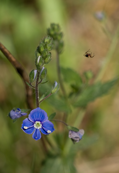 Фото жизнь (light) - kuskuse - vita - ***