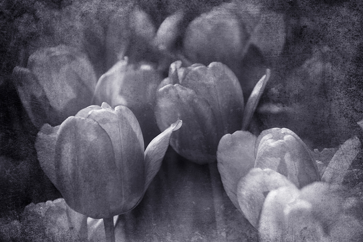 Фото жизнь (light) - GrapeKettle - Duotone - Dark tulips.